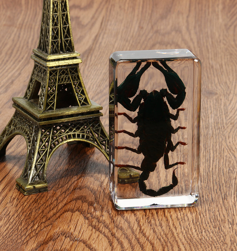 Insect Specimen Craft Kit - Includes Acrylic Lucite Block, Black Longhorn Beetle, Scorpion, and Spider - Clear Beetle Scorpions Science Toy