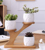 3Pcs Owl Succulent Pot Ceramic Garden Flower Planter Holder Bamboo Stand Sets